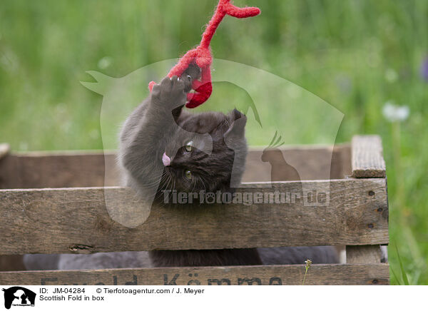 Scottish Fold in Kiste / Scottish Fold in box / JM-04284