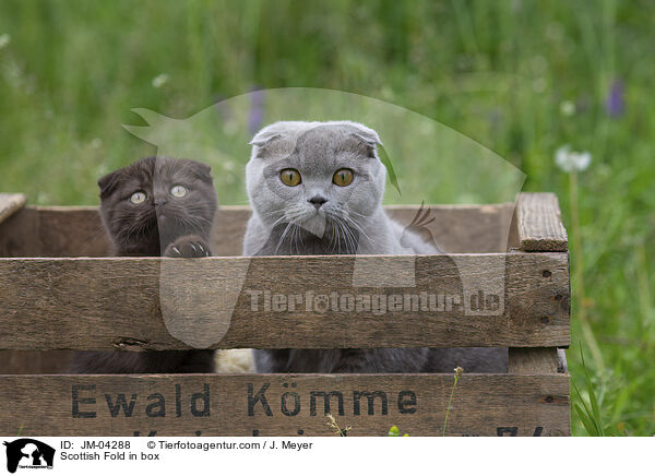 Scottish Fold in Kiste / Scottish Fold in box / JM-04288