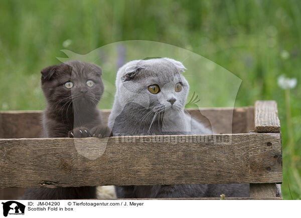 Scottish Fold in Kiste / Scottish Fold in box / JM-04290