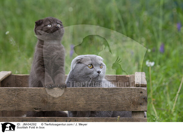 Scottish Fold in Kiste / Scottish Fold in box / JM-04292