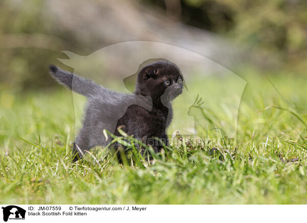 schwarzes Scottish Fold Ktzchen / black Scottish Fold kitten / JM-07559