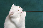 playing Scottish Fold Kitten