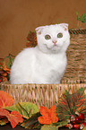 Scottish Fold Kitten in basket