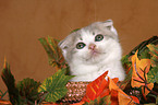 Scottish Fold Kitten