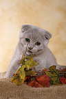 Scottish Fold