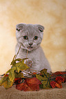 Scottish Fold