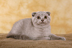 Scottish Fold