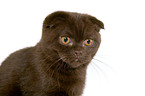 Scottish Fold