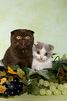 Scottish Folds