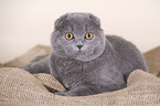 lying Scottish Fold