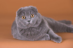 lying Scottish Fold