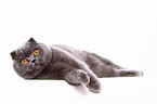 lying Scottish Fold