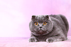 lying Scottish Fold