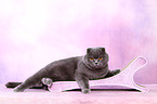 lying Scottish Fold