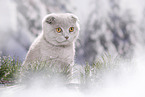 young Scottish Fold