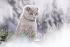 young Scottish Fold