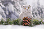 young Scottish Fold