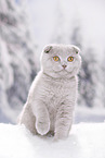 young Scottish Fold