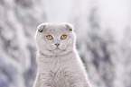 Scottish Fold Portrait