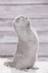 young Scottish Fold