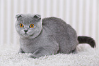 young Scottish Fold