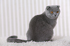 young Scottish Fold