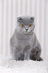 young Scottish Fold