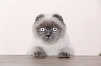 young Scottish Fold