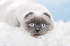 young Scottish Fold