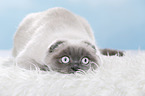 young Scottish Fold