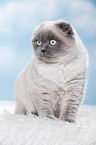 young Scottish Fold