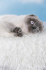 young Scottish Fold