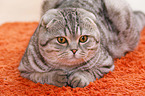 young Scottish Fold