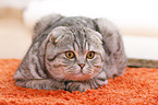 young Scottish Fold