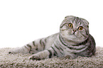 young Scottish Fold