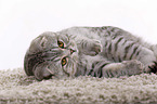 young Scottish Fold