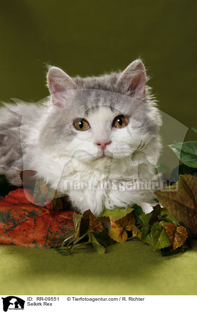 Selkirk Rex / Selkirk Rex / RR-09551