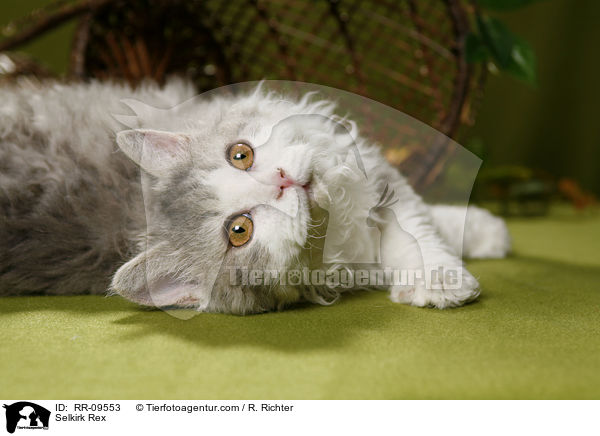 Selkirk Rex / Selkirk Rex / RR-09553