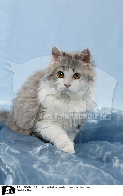 Selkirk Rex / Selkirk Rex / RR-09571