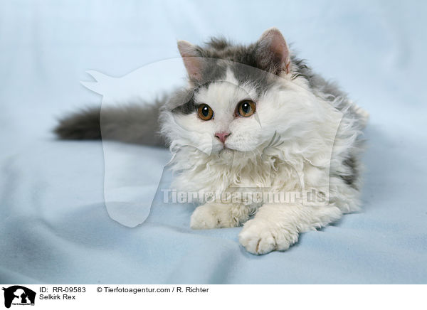 Selkirk Rex / Selkirk Rex / RR-09583