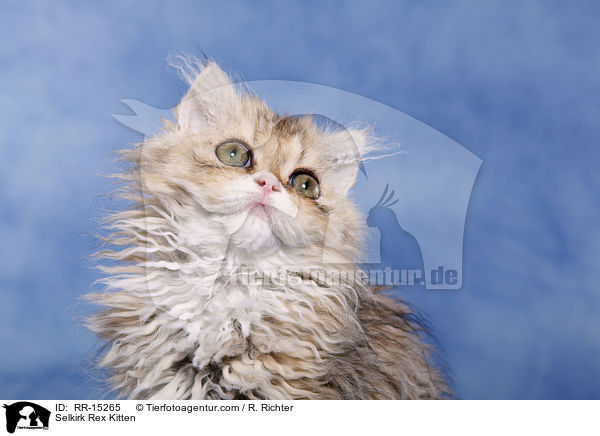 Langhaar Selkirk Rex Ktzchen / Selkirk Rex Kitten / RR-15265