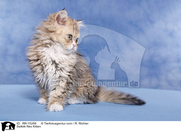 Langhaar Selkirk Rex Ktzchen / Selkirk Rex Kitten / RR-15266