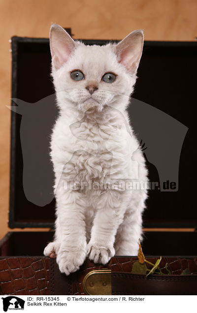 Kurzhaar Selkirk Rex Ktzchen / Selkirk Rex Kitten / RR-15345