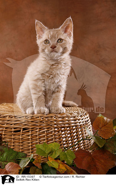 Selkirk Rex Ktzchen / Selkirk Rex Kitten / RR-15397