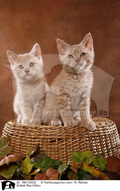 Selkirk Rex Ktzchen / Selkirk Rex Kitten / RR-15402