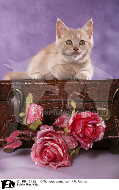 Glatthaar Selkirk Rex Ktzchen / Selkirk Rex Kitten / RR-15412