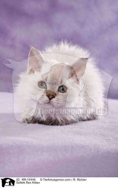 Langhaar Selkirk Rex Ktzchen / Selkirk Rex Kitten / RR-15446