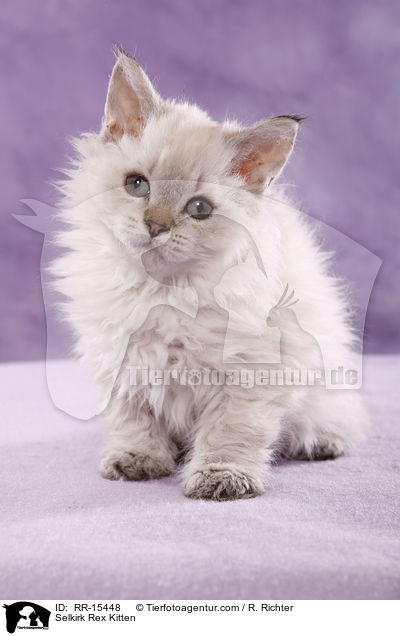 Langhaar Selkirk Rex Ktzchen / Selkirk Rex Kitten / RR-15448