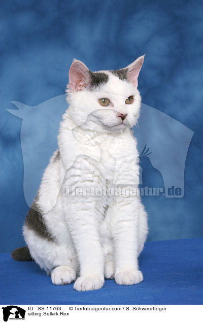 sitzende Selkirk Rex / sitting Selkirk Rex / SS-11763