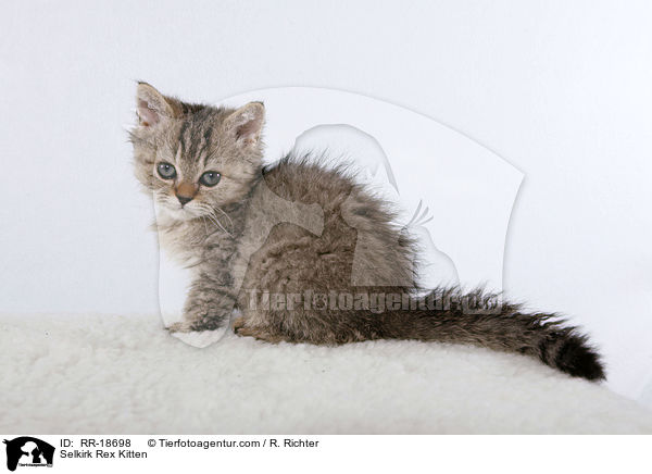 Selkirk Rex Ktzchen / Selkirk Rex Kitten / RR-18698